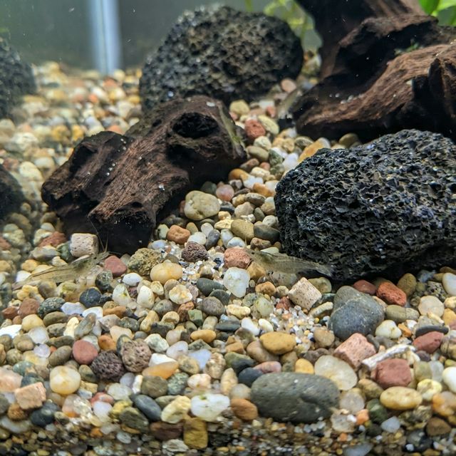 Detalhes de substrato e seixos pequenos entre rochas de hardscape