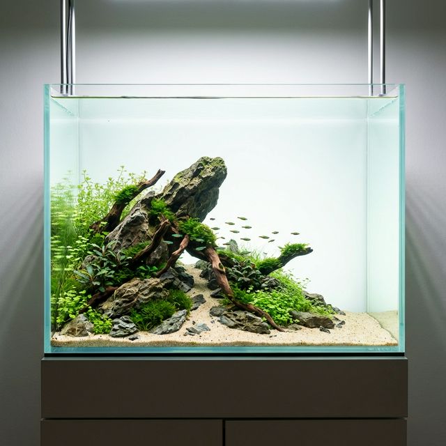 Uso inteligente de espaço negativo em um layout de aquascaping premium